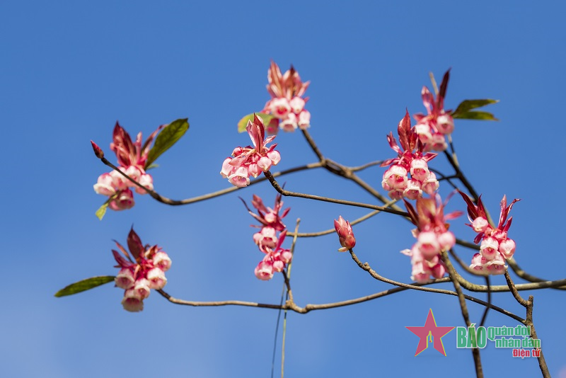 Hoa đào chuông quý hiếm nở rực rỡ trên đỉnh Bà Nà